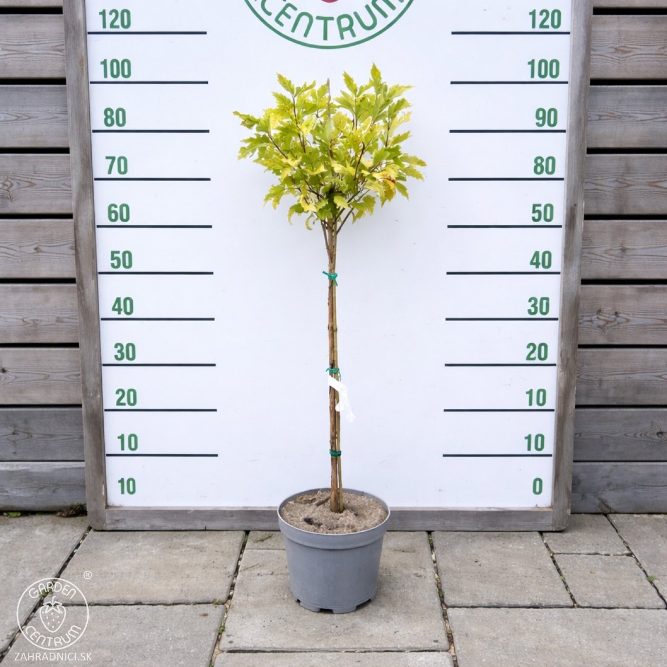 Obrázok Tavoľa kalinolistá (Physocarpus opulifolius) ´LUTEUS´ - výška 90-110 cm, kont. C5L - NA KMIENKU